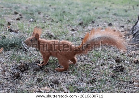 Squirrels are small animals with Busha tails. Their fur is soft, Brown, or gray. I like their big eyes and quick moves. 