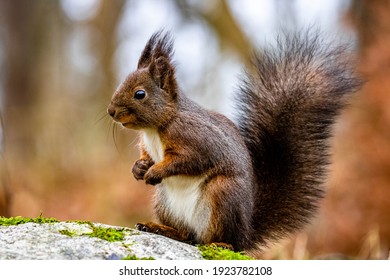 Squirrl. . . . . 