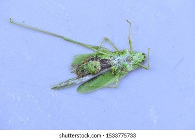 Squished Green Grasshopper On Gray Background