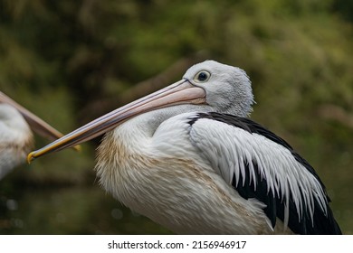 A Squished Pelican By A Lake