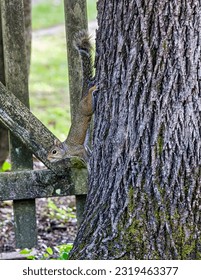 Squrriel climbing down the tree