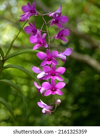 Sragen Central Java Indonesia 5 14 2022 A Purple Orchid Flower Blooms On The Stem