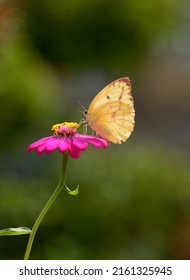 Sragen Central Java Indonesia 5 14 2022, A Butterfly Perched Looking For Honey On A Flower