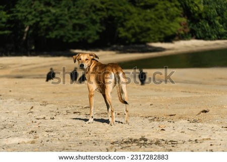 SRD mongrel dog with short and skinny caramel color on the beach sand with some vultures around. Dawn sunny day. Zdjęcia stock © 