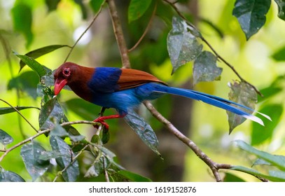 3,671 Sri lanka rain forest Images, Stock Photos & Vectors | Shutterstock