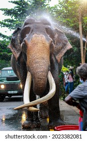 Sri Lanka Elephant King (Nedungamuwe Raja Elaphant)