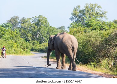 Sri Lanka Elephant Standing Road Stock Photo 2155147647 | Shutterstock