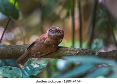 Sri Lanka Frogmouth (Batrachostomus Moniliger)