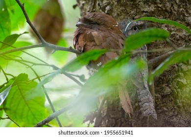 Sri Lanka Frogmouth Bird Pair Perched On A Tree