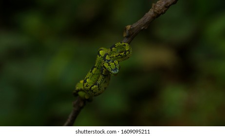 Sri Lanka Green Pit Viper Endemic Snake In Sri Lanka