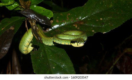 Sri Lanka Green Pit Viper Endemic In Sri Lanka