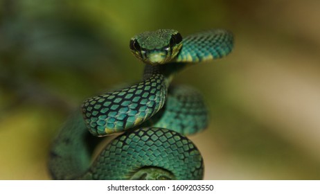 Sri Lanka Green Pit Viper Endemic In Sri Lanka