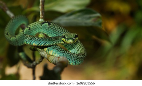 Sri Lanka Green Pit Viper Endemic In Sri Lanka