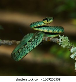 Sri Lanka Green Pit Viper Endemic In Sri Lanka