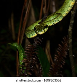 Sri Lanka Green Pit Viper Endemic In Sri Lanka