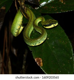 Sri Lanka Green Pit Viper Endemic In Sri Lanka