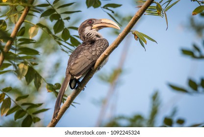37 Ceylon grey hornbill Images, Stock Photos & Vectors | Shutterstock