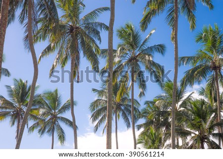 Sri Lanka. Kalutara - August 19, 2015. The Coast Of The Indian Ocean. The coconut trees against the Sky.