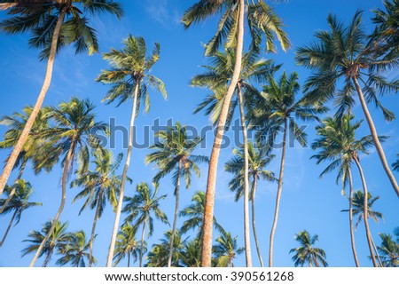 Sri Lanka. Kalutara - August 19, 2015. The Coast Of The Indian Ocean. The coconut trees against the Sky.