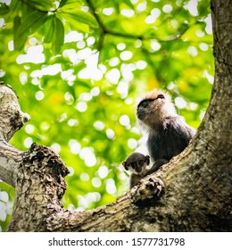 Sri Lanka Monkeys On Bentota River