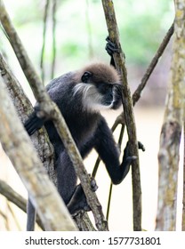 Sri Lanka Monkeys On Bentota River