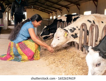 Sri Lanka, Nuwara Eliya, December 24, 2020. A Woman Feeds A Hay Cow In A Barn.