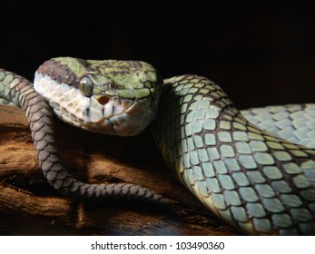 Sri Lanka Pit Viper