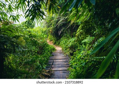 Sri Lanka Rainforest. Path in the jungle. Sinharaja Forest Reserve, Sri Lanka. 