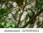 The Sri Lanka scimitar babbler or Ceylon scimitar babbler (Pomatorhinus melanurus) is an Old World babbler. It is endemic to the island of Sri Lanka. Perch on a branch in dense forest.
