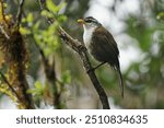 Sri Lanka scimitar babbler or Ceylon scimitar babbler Pomatorhinus melanurus is endemic bird to Sri Lanka, formerly treated as a subspecies of Indian scimitar babbler, bird in the bush.