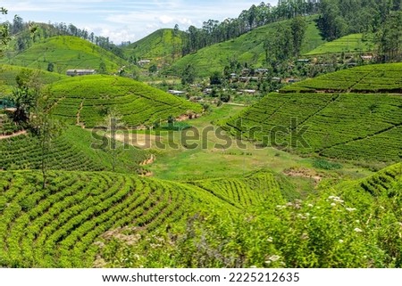 Sri Lanka Tea Plantation. Green Fields.  Haputale, Sri Lanka.