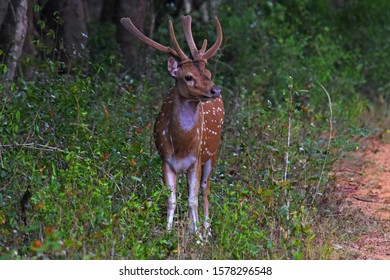 Sri Lankan Axis Deer Axis Axis Stock Photo 1578296548 | Shutterstock