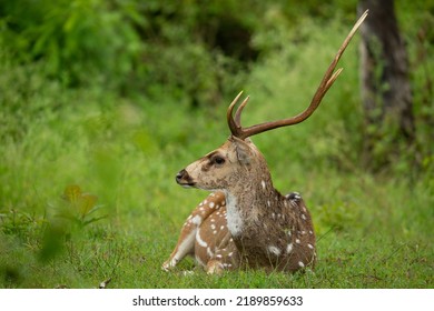 A Sri Lankan axis deer (Axis axis ceylonensis) lying on grass