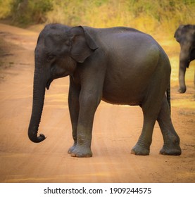 Elefante Bebe Stock Photos Images Photography Shutterstock