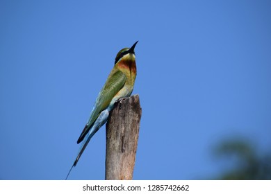 Sri Lankan blue-tailed bee-eater (Merops philippinus) sitting on a stick with blue sky in the background - Shutterstock ID 1285742662
