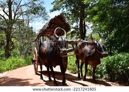 sri lankan bullock cart or ox cart run by man in village.  sigiriya, sri lanka