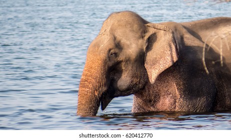 Sri Lankan Elephant