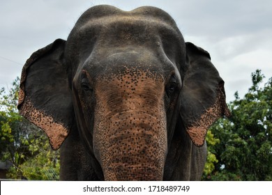 Sri Lankan Elephant. 
Asian Elephant. 