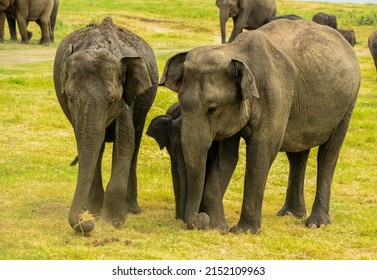 Sri Lankan Elephant Family In Minneriya