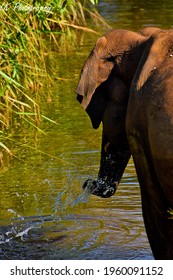 Sri Lankan Elephant Playing In Water