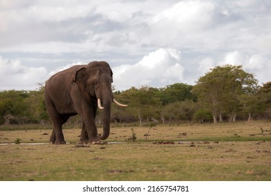 Sri Lankan Elephant Spotted Near Kalawewa 