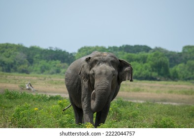 Sri Lankan  Elephant Yala Park