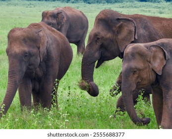 Sri Lankan elephants grazing at Kaudulla National Park, Sri Lanka - Powered by Shutterstock