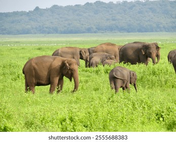 Sri Lankan elephants grazing at Kaudulla National Park, Sri Lanka - Powered by Shutterstock