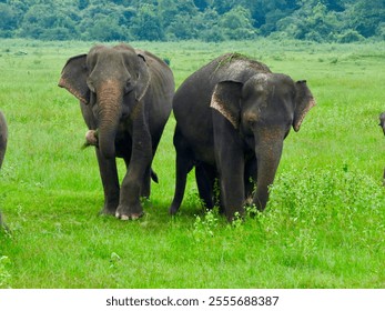 Sri Lankan elephants grazing at Kaudulla National Park, Sri Lanka - Powered by Shutterstock