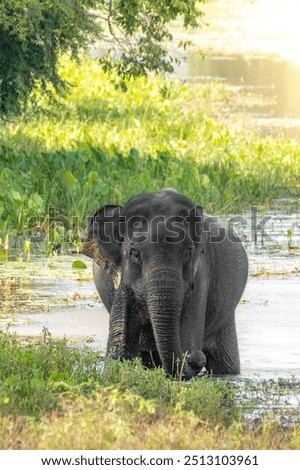 Similar – Image, Stock Photo Elephants near lake in tropical forest in Thailand
