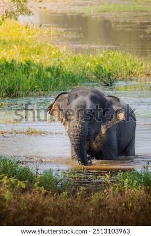 Similar – Image, Stock Photo Elephants near lake in tropical forest in Thailand