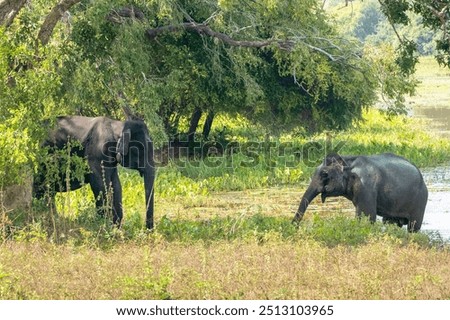 Similar – Image, Stock Photo Elephants near lake in tropical forest in Thailand