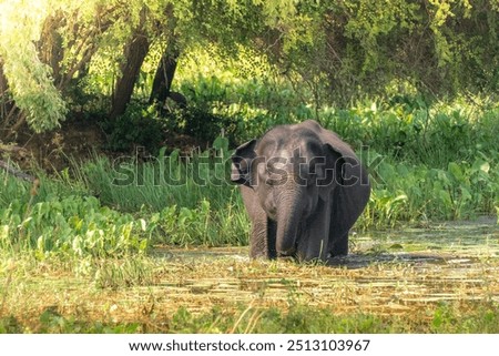 Similar – Image, Stock Photo Elephants near lake in tropical forest in Thailand