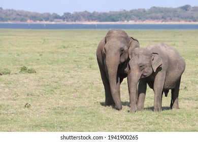 Sri Lankan Elephants And Tuskers Wandering Around Udawalawe National Park With Child Elephants 